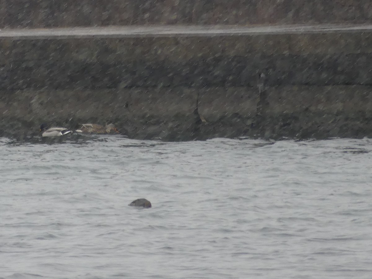 kachna divoká - ML646738190