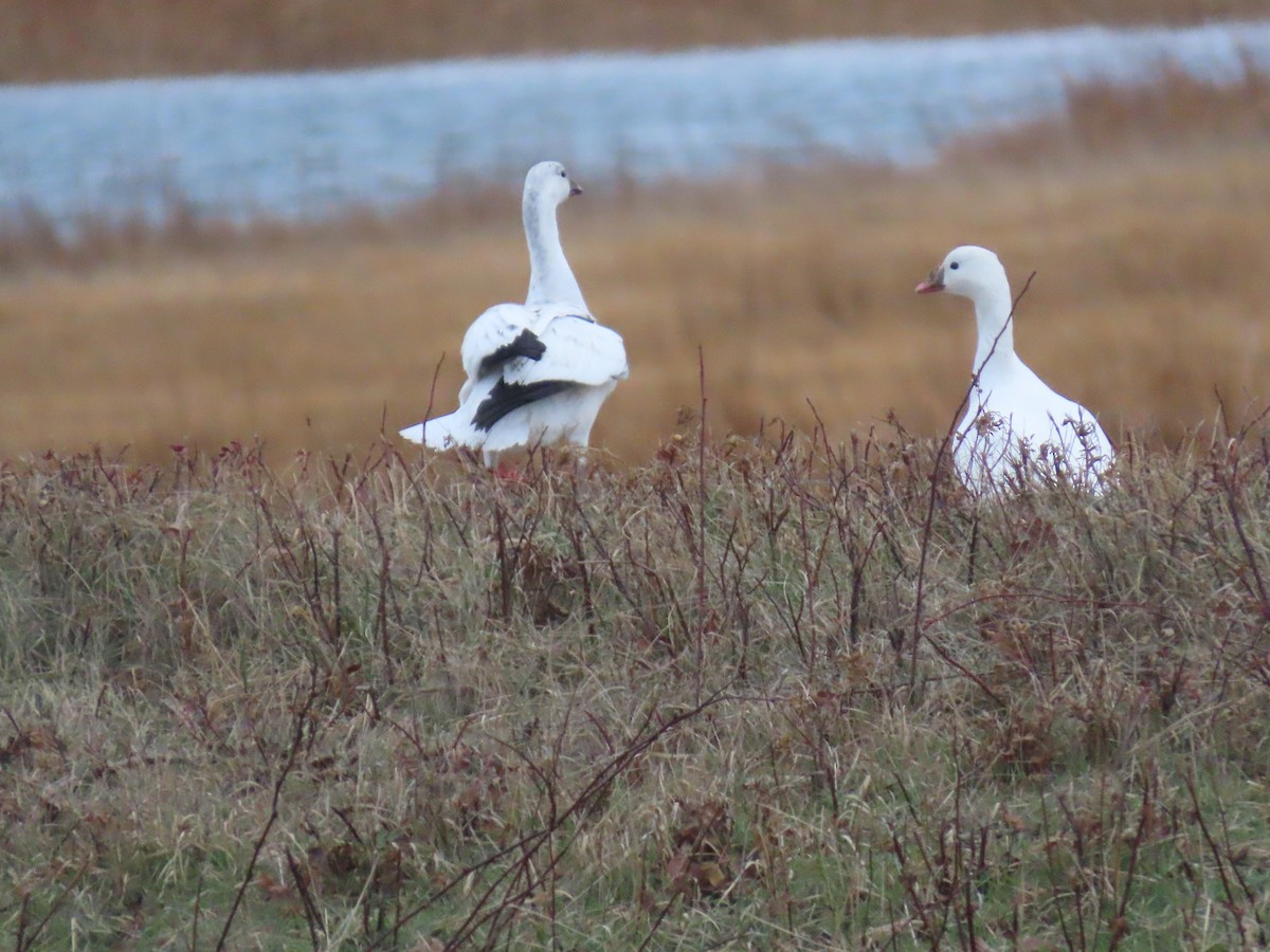 Zwergschneegans - ML646738191