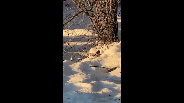 Yellow-rumped Warbler - ML646738192