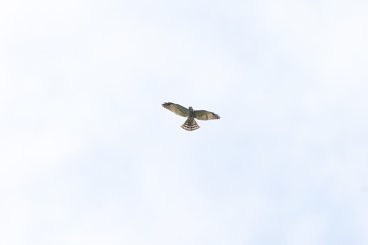 krahujec čínský - ML646738198