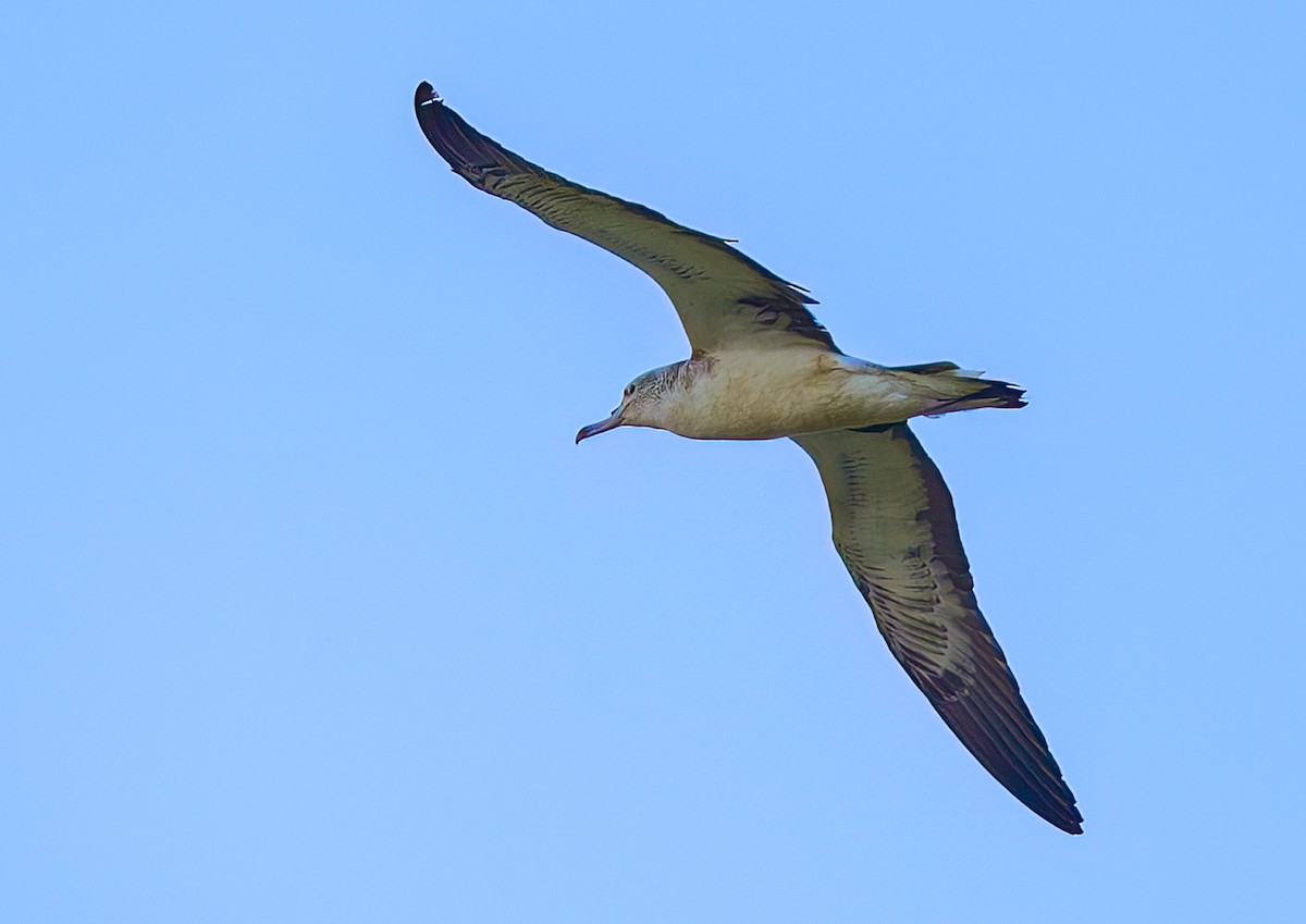 buřňák světlečelý - ML646738201