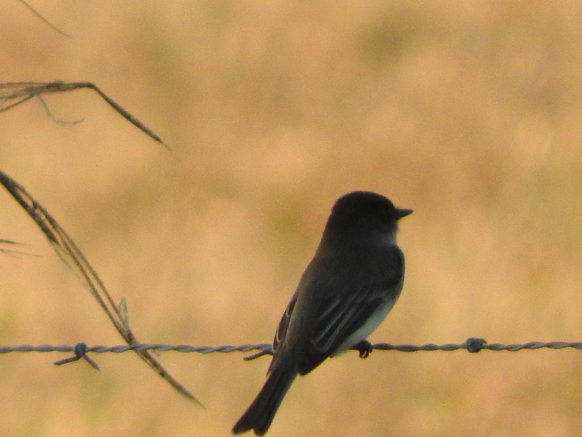 Eastern Phoebe - ML646738202