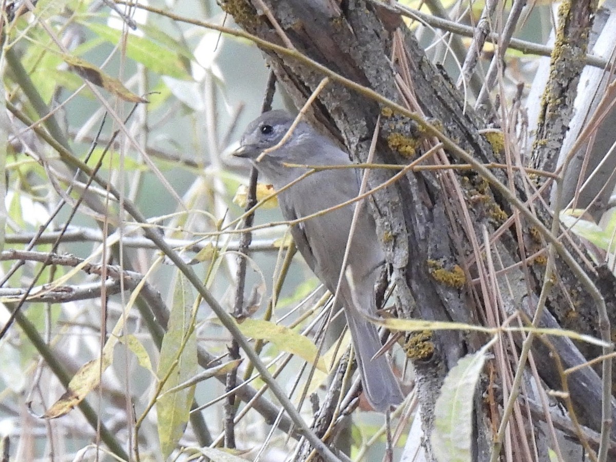 sýkora šedohnědá - ML646738207