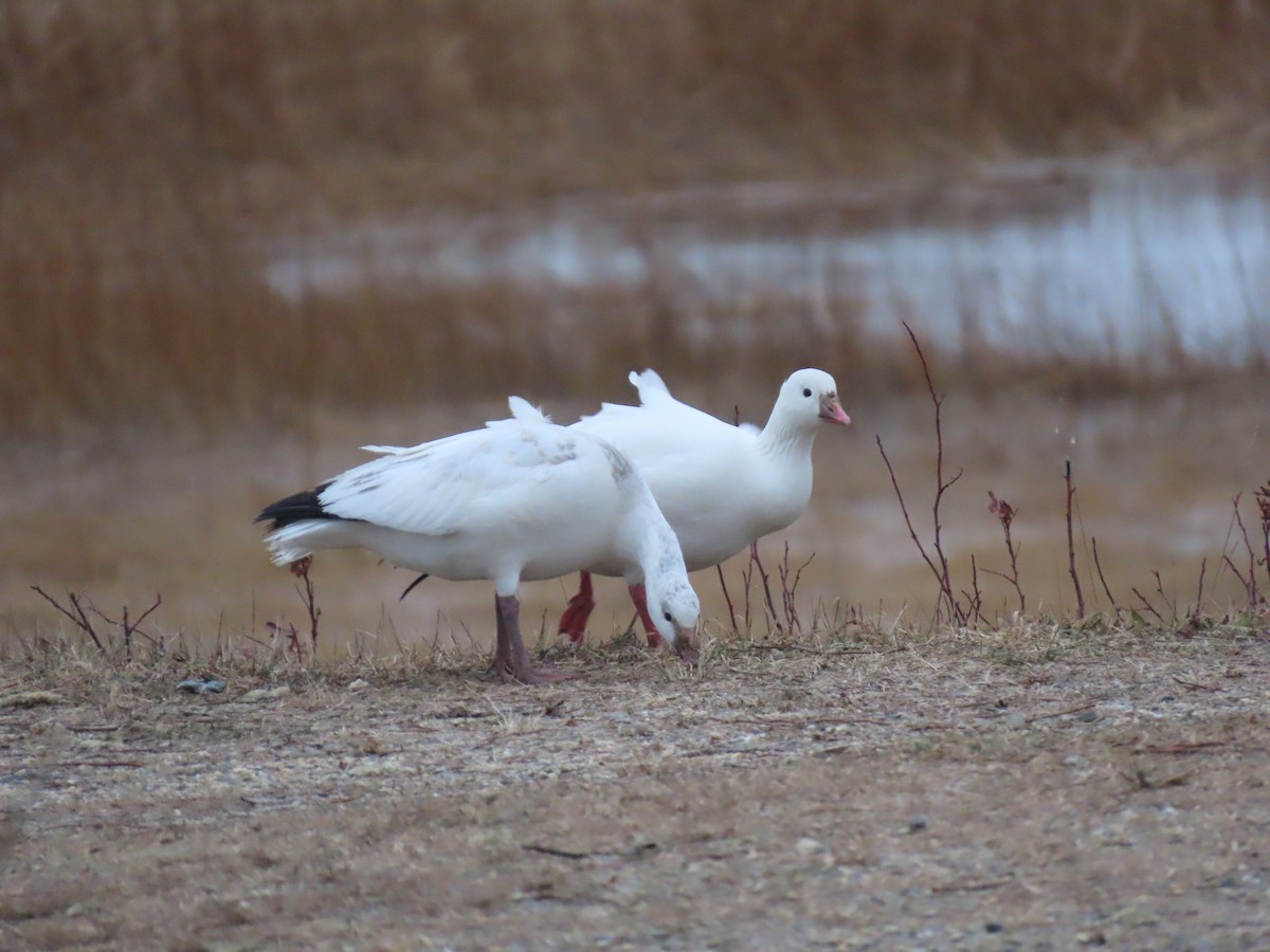 Zwergschneegans - ML646738209