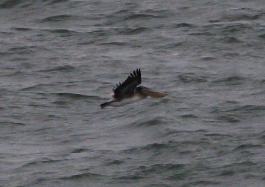 pelikán hnědý - ML646738211