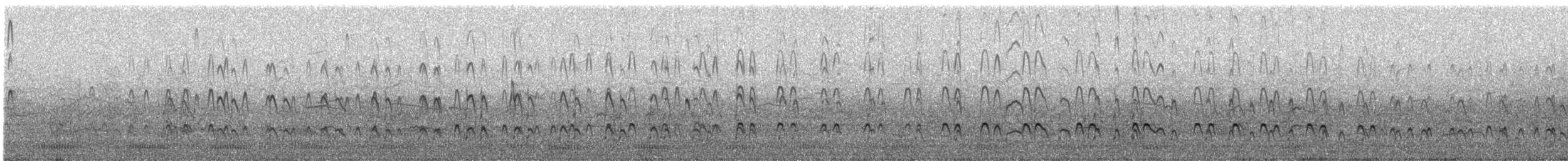 Itsas mika amerikarra - ML646738212