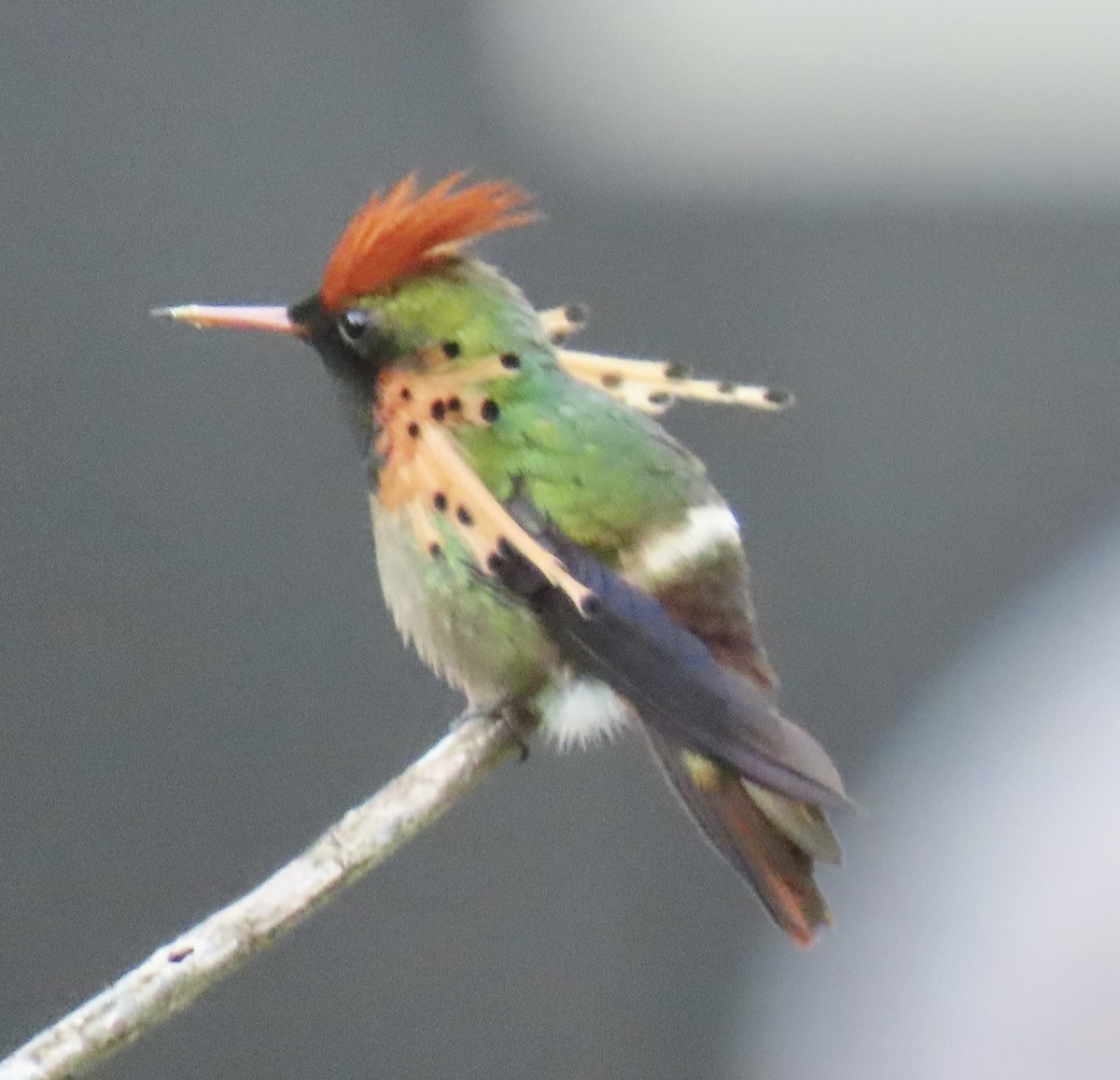 koketka zdobená - ML646738213