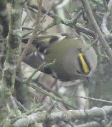 Wintergoldhähnchen - ML646738215