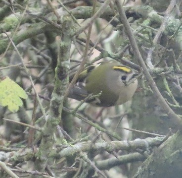 Wintergoldhähnchen - ML646738216