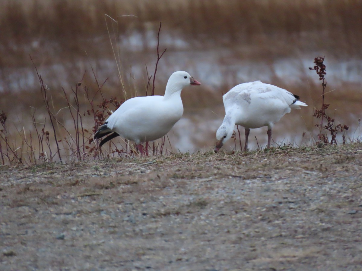 Zwergschneegans - ML646738217