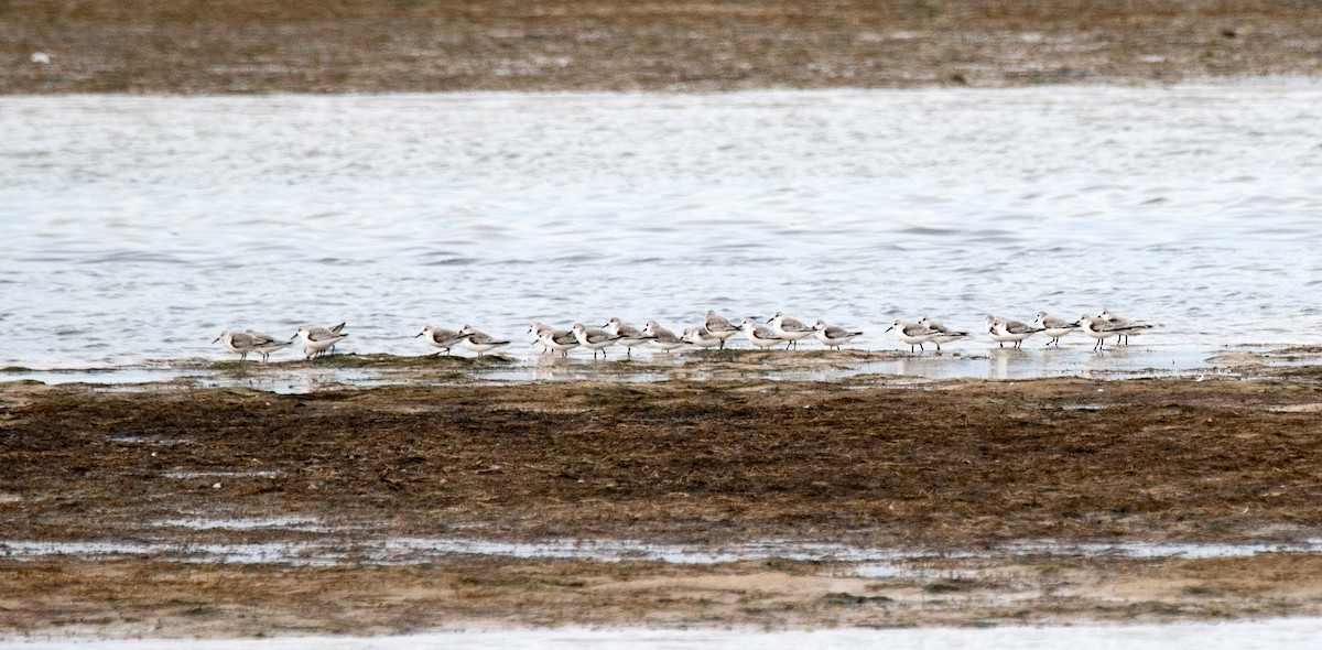 Txirri zuria - ML646738218