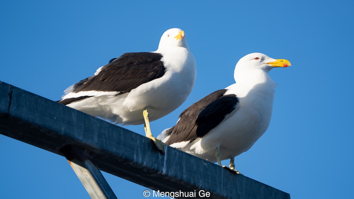 Kaio domingotarra - ML646738219