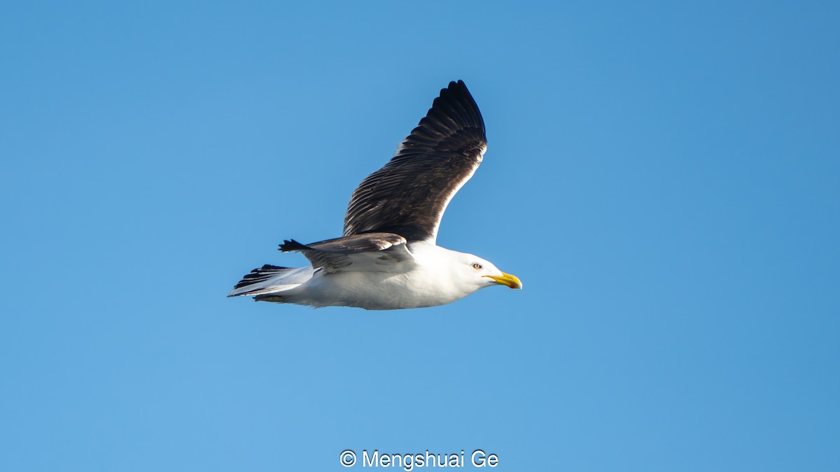 Kaio domingotarra - ML646738220