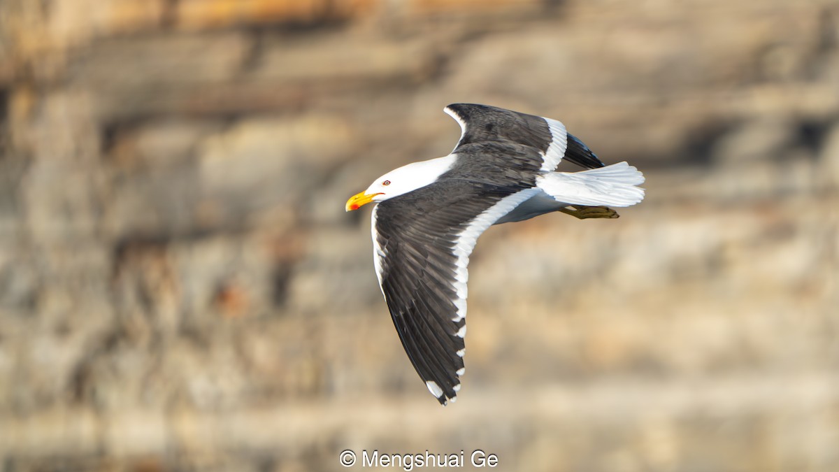 Kaio domingotarra - ML646738221