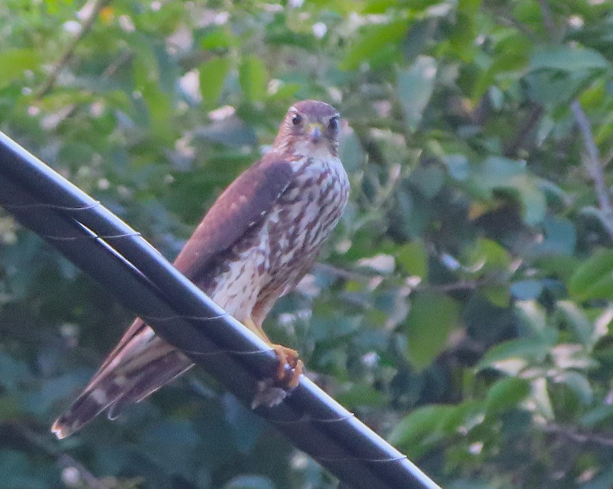 Belatz txikia - ML646738222