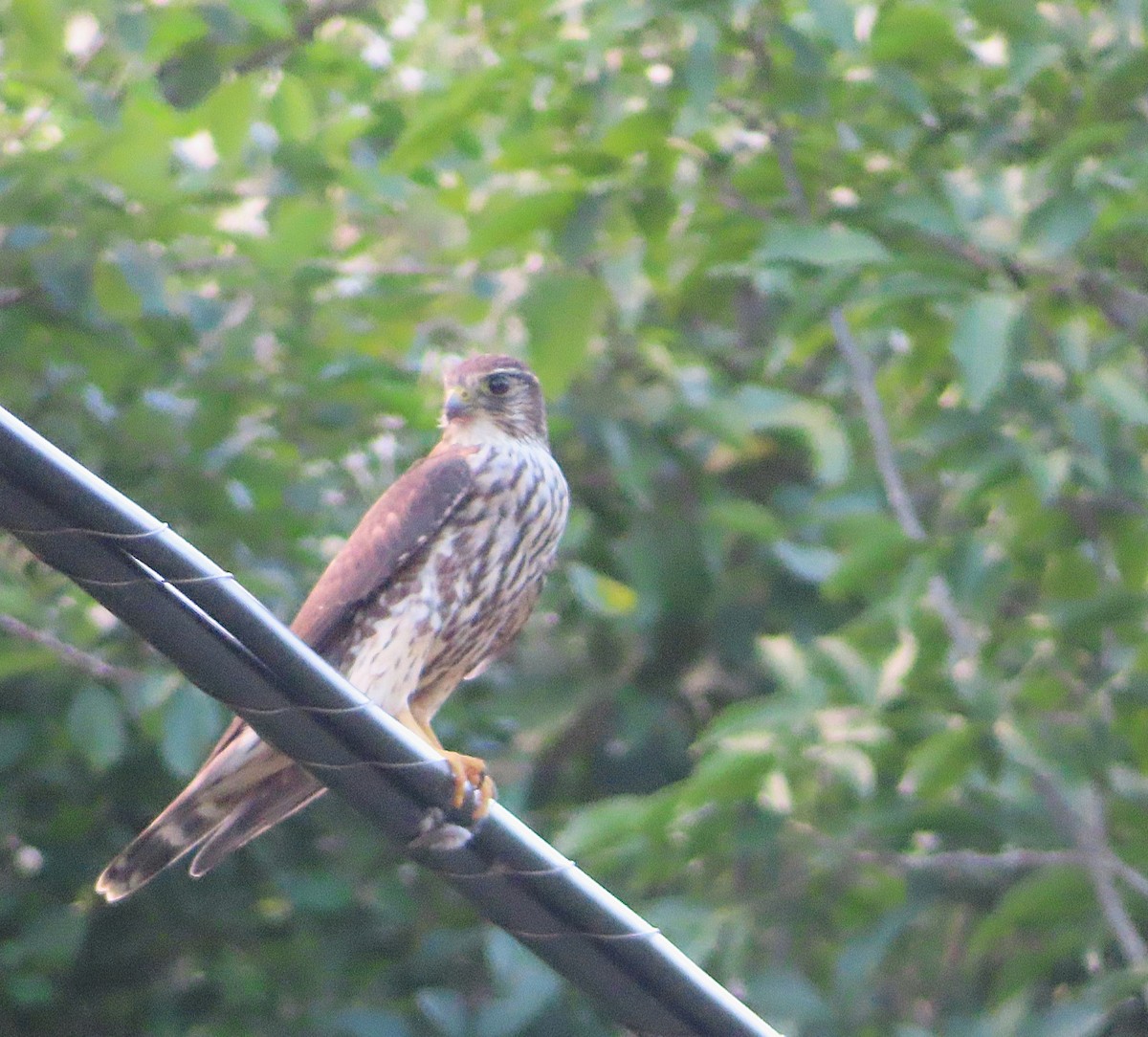 Belatz txikia - ML646738223