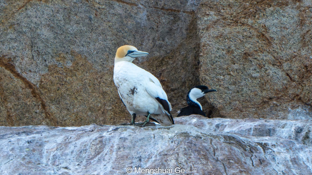 Zanga australiarra - ML646738224