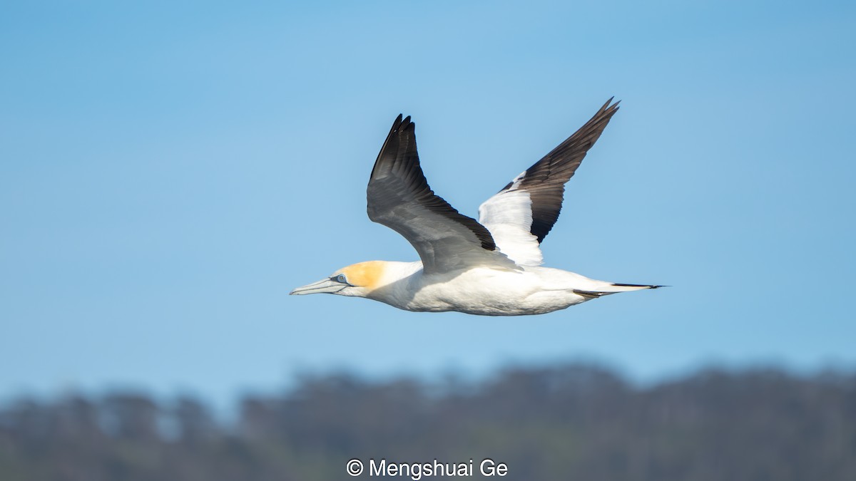 Zanga australiarra - ML646738225