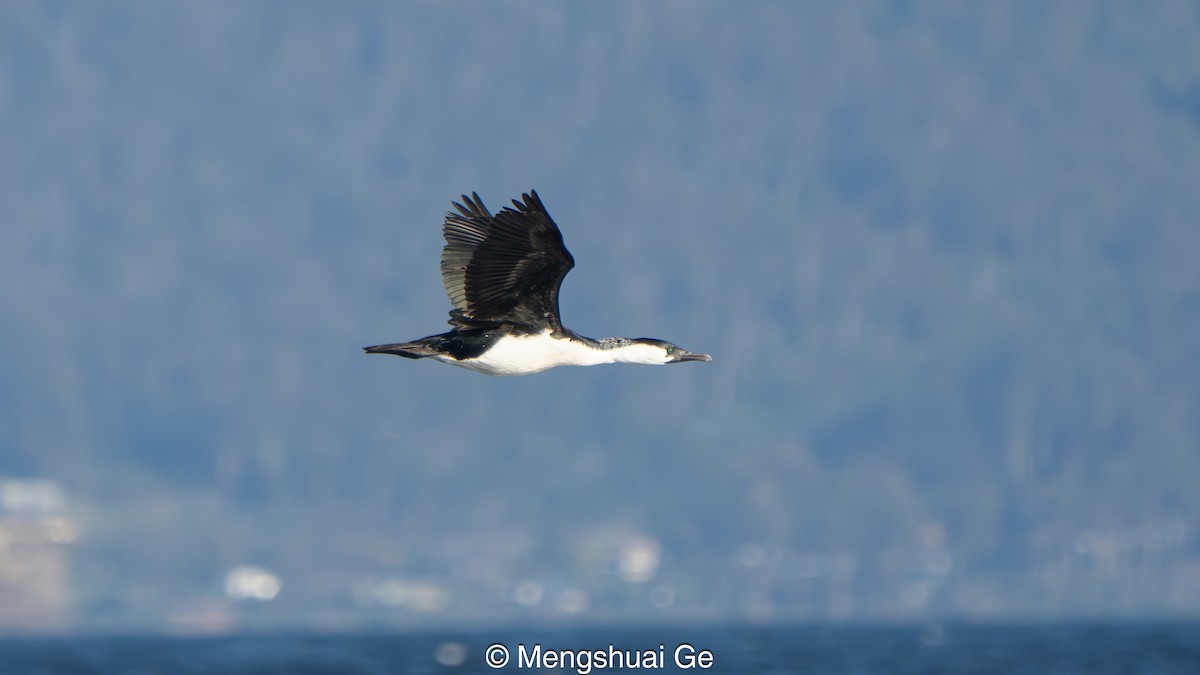 Black-faced Cormorant - ML646738226