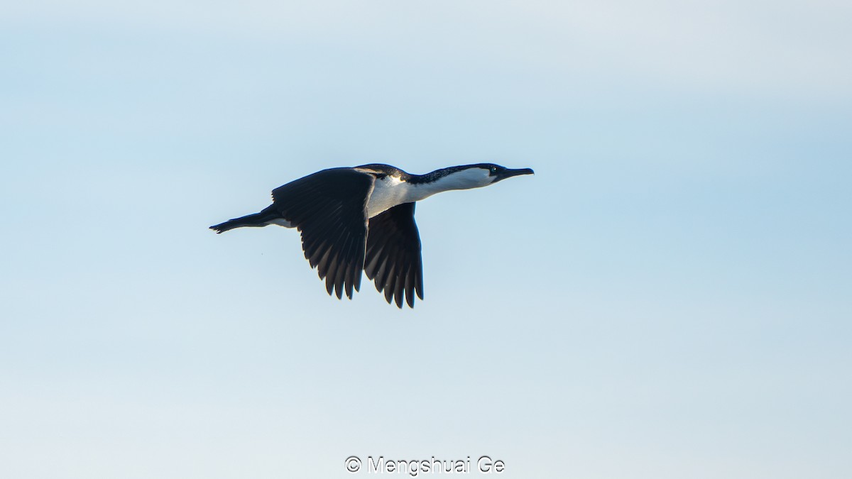 Black-faced Cormorant - ML646738227
