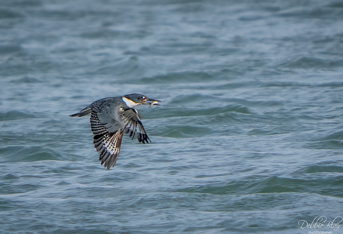 Belted Kingfisher - ML646738228