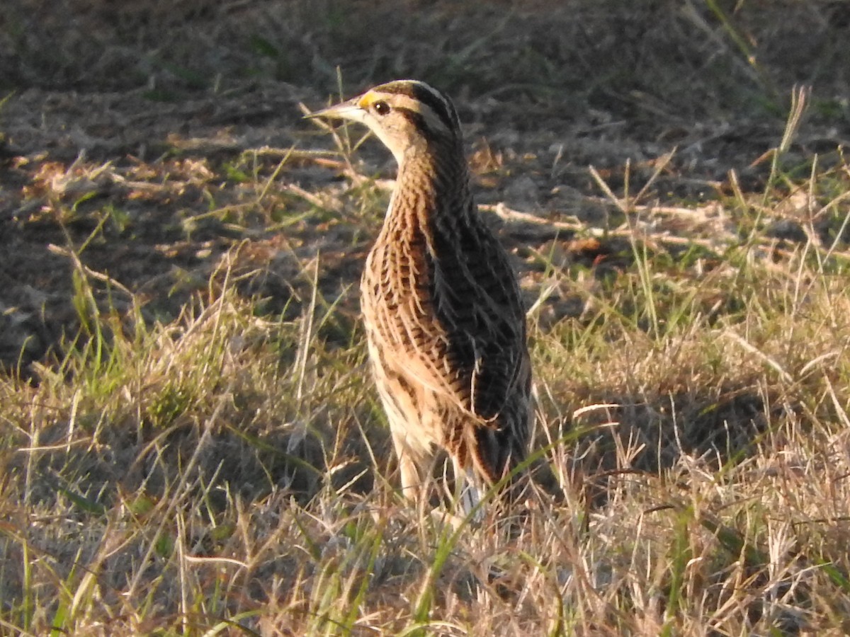 Eastern Meadowlark - ML646738229