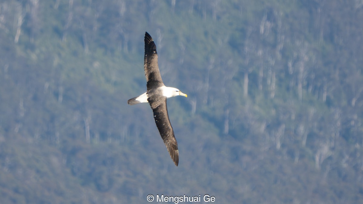 Albatros tasmaniarra - ML646738230