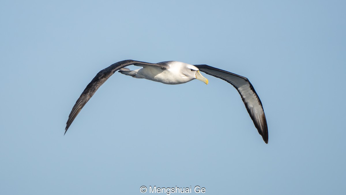 Albatros tasmaniarra - ML646738231