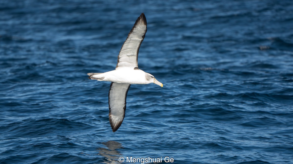 Albatros tasmaniarra - ML646738232