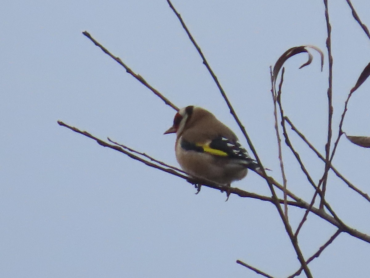 Stieglitz - ML646738233