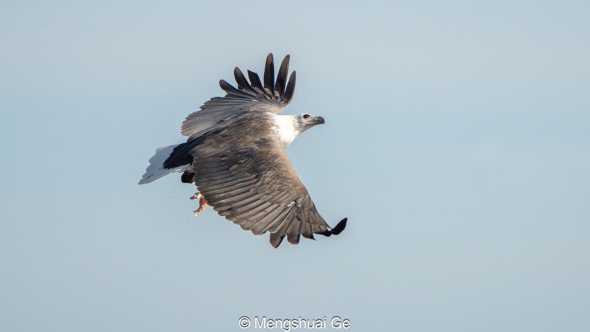 White-bellied Sea-Eagle - ML646738234