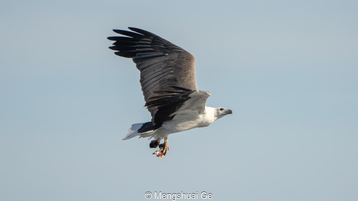 White-bellied Sea-Eagle - ML646738235