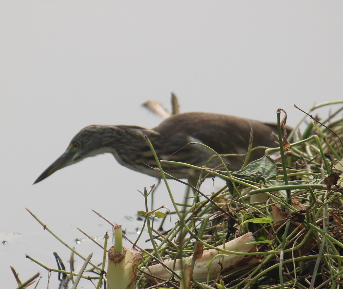 Indian Pond-Heron - ML646738236