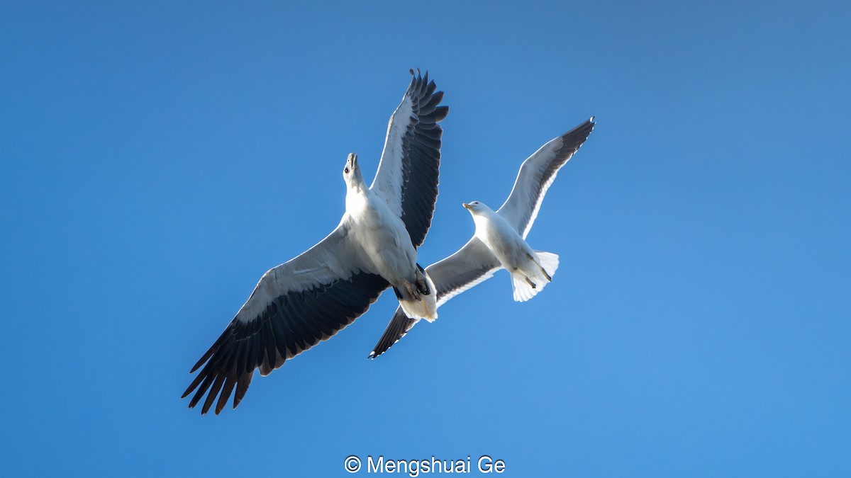 White-bellied Sea-Eagle - ML646738237
