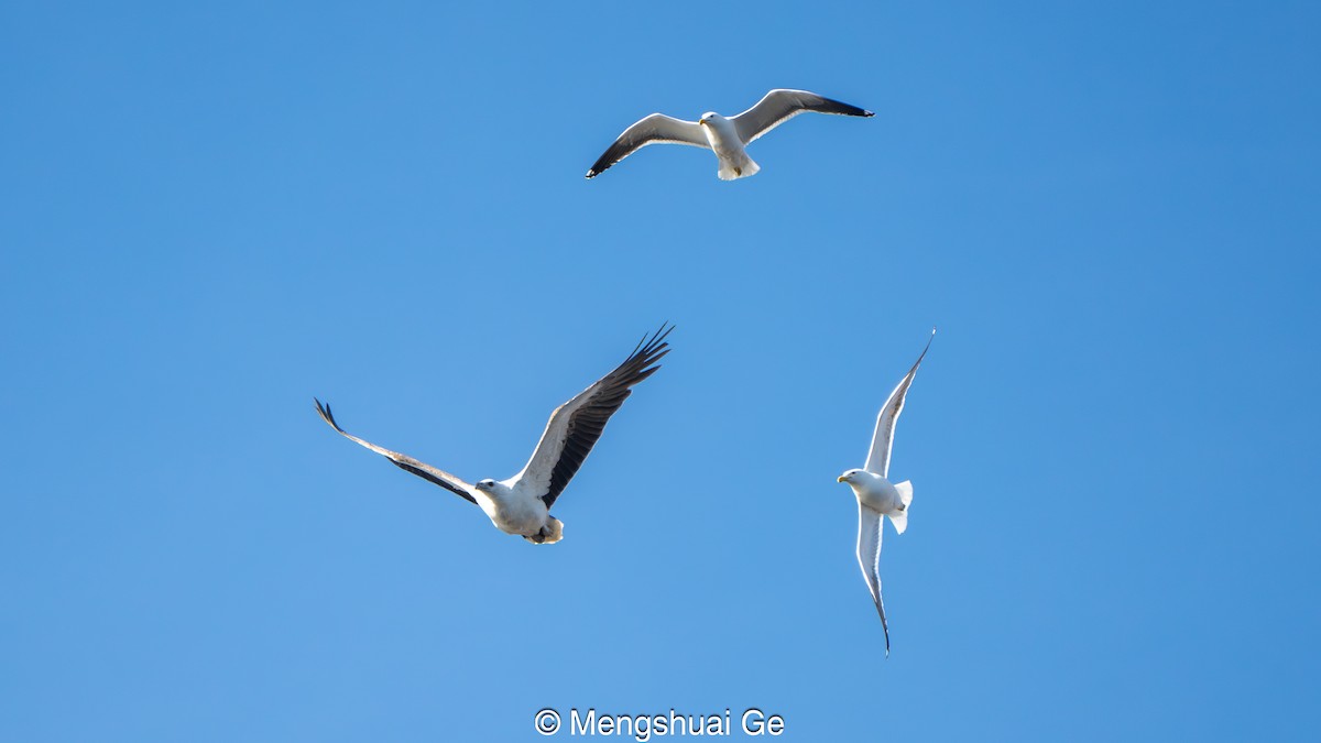 White-bellied Sea-Eagle - ML646738238