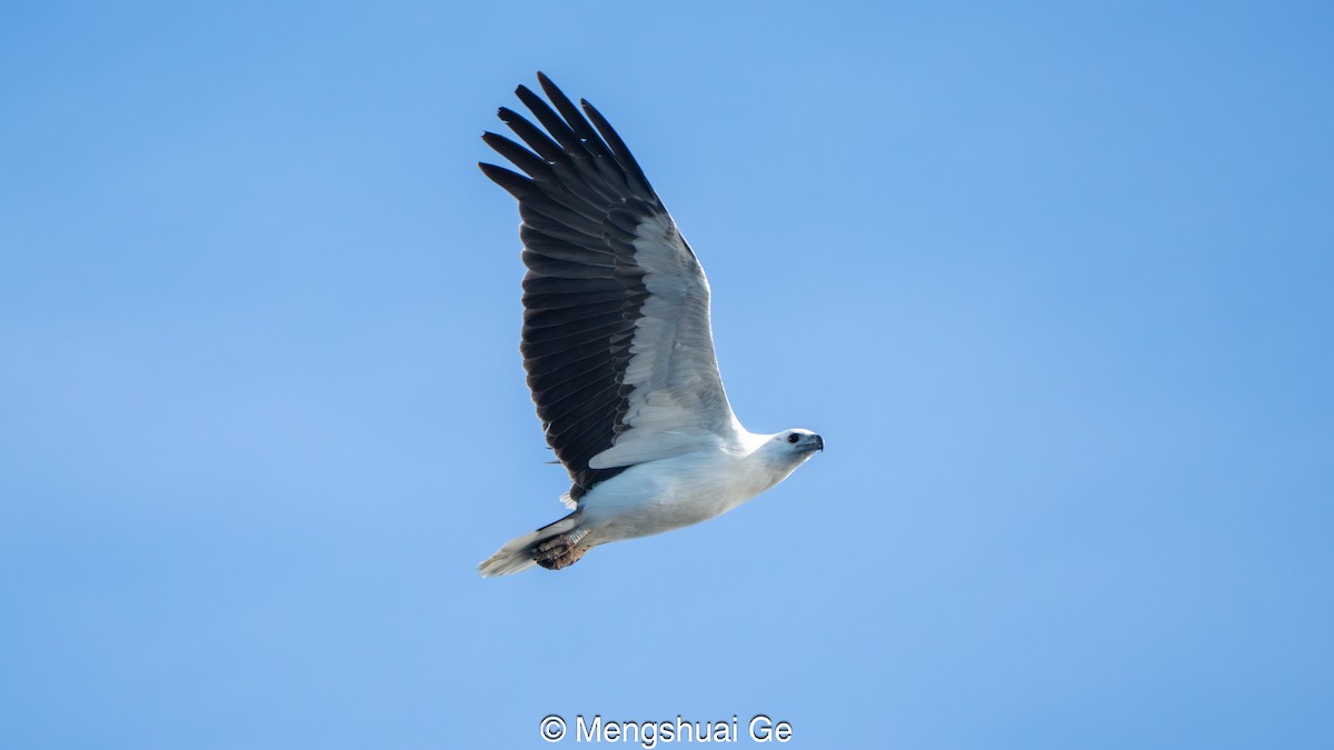 White-bellied Sea-Eagle - ML646738239