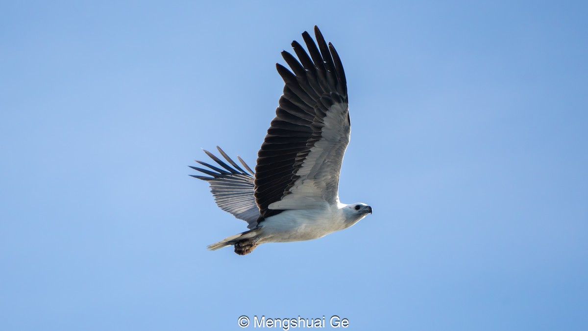 White-bellied Sea-Eagle - ML646738240