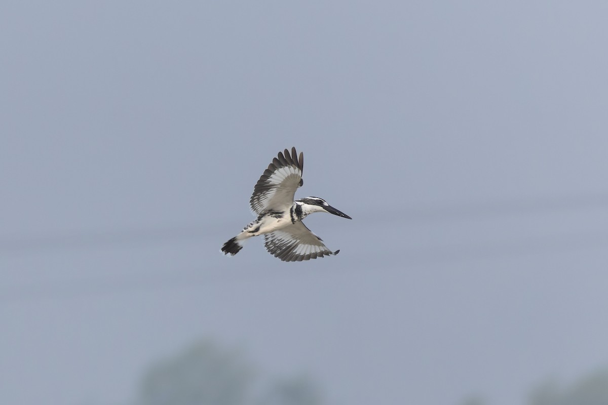 Pied Kingfisher - ML646738241