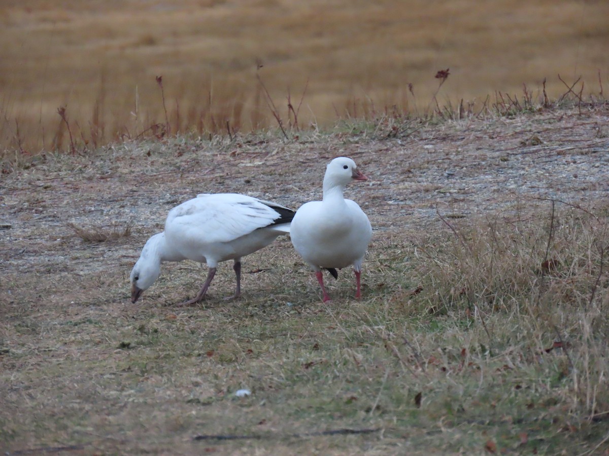 Zwergschneegans - ML646738242