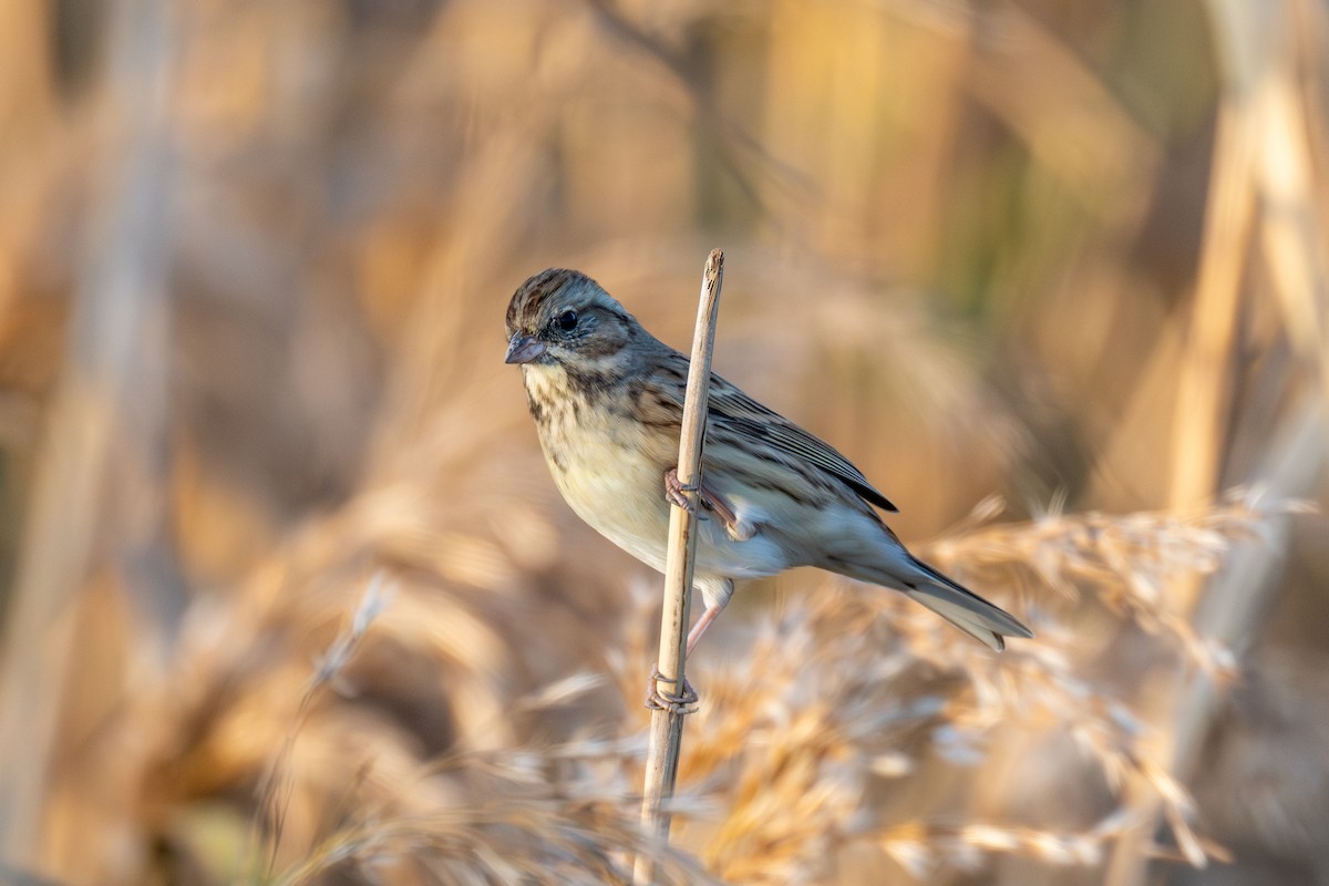 Berdantza musubeltza - ML646738243