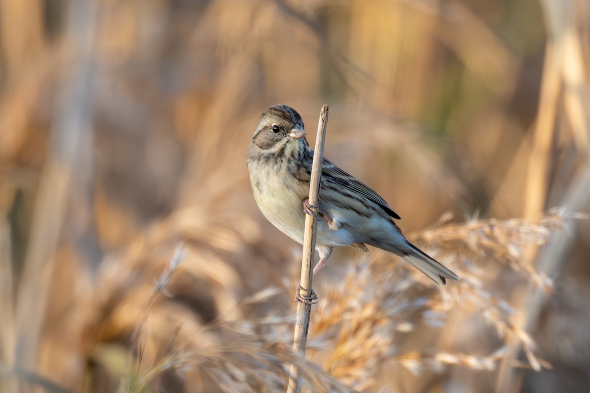 Berdantza musubeltza - ML646738244