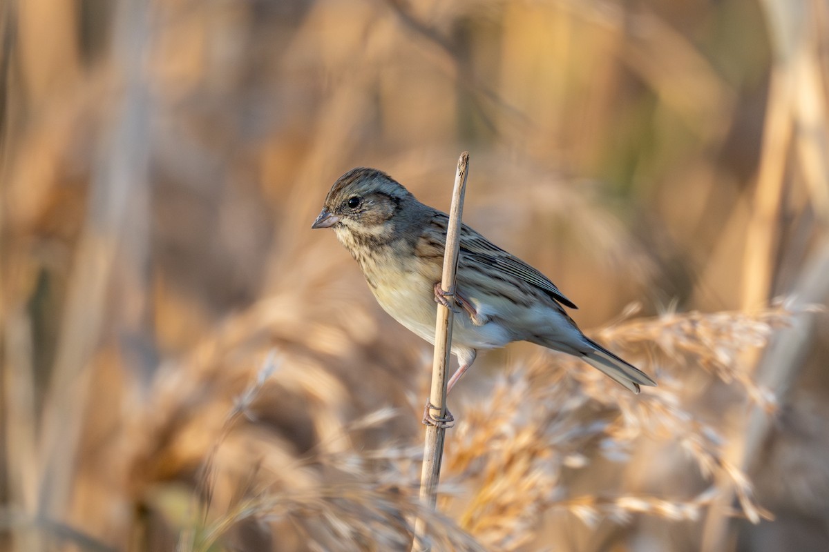 Berdantza musubeltza - ML646738245