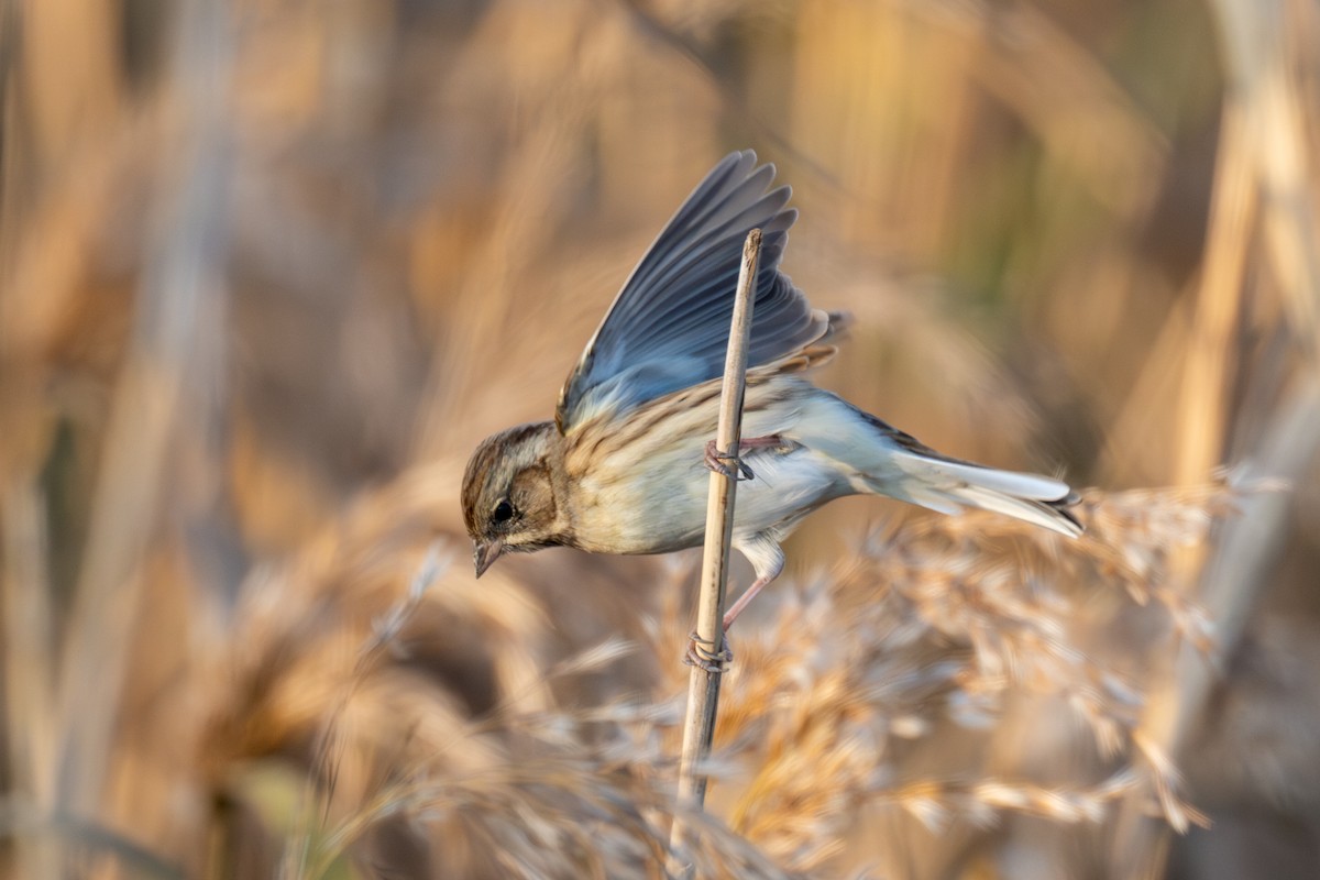 Berdantza musubeltza - ML646738246