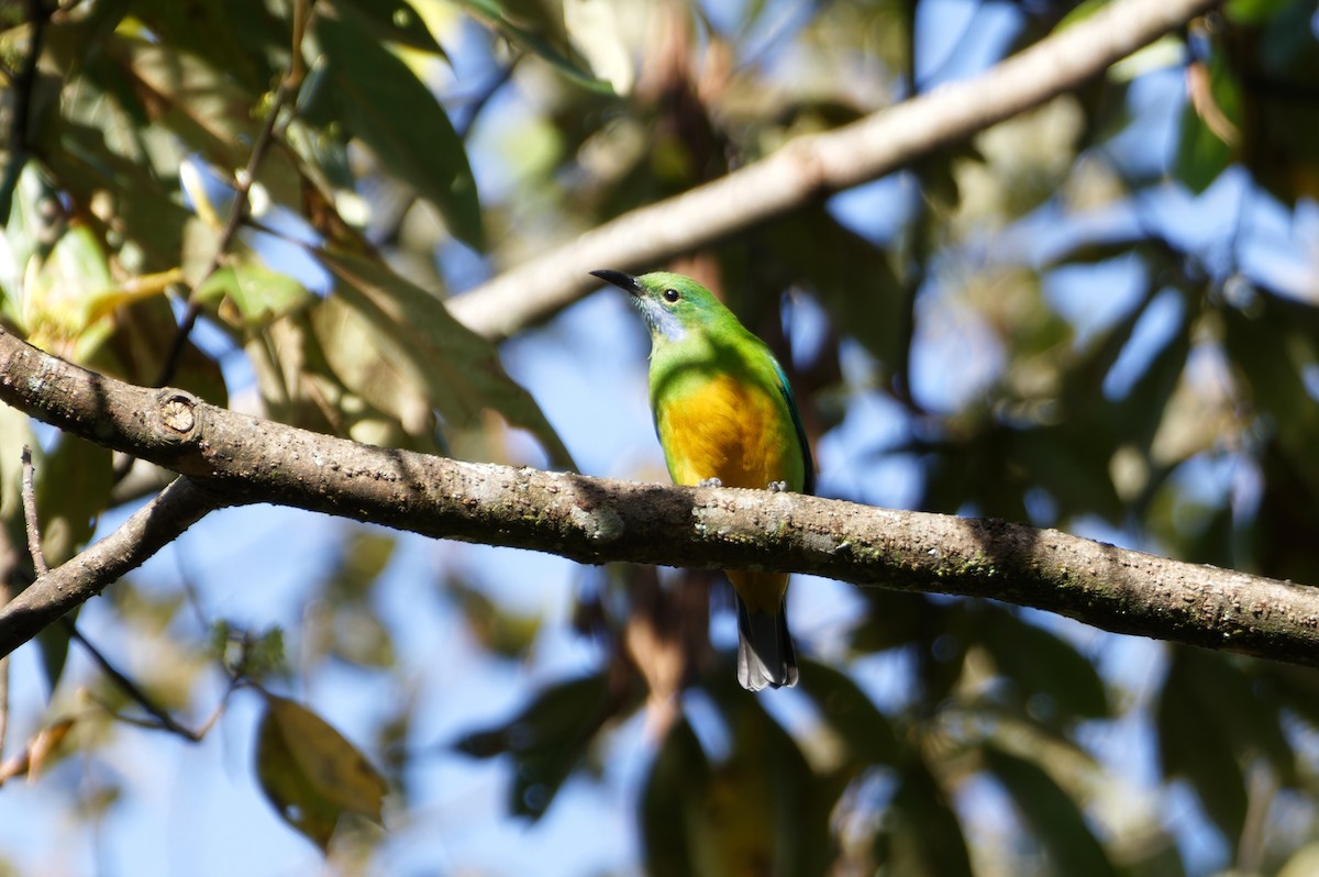 Orange-bellied Leafbird (Orange-bellied) - ML646738250