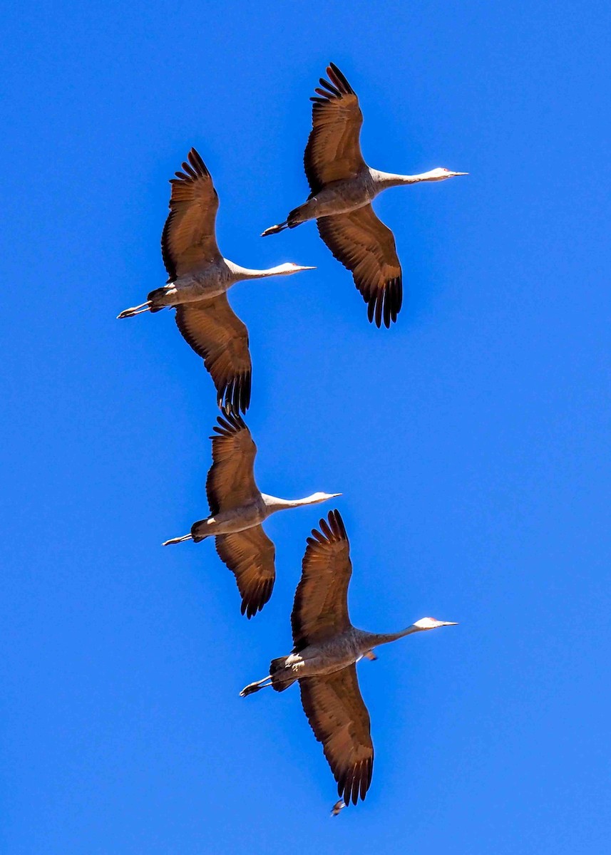 Sandhill Crane - ML646738251