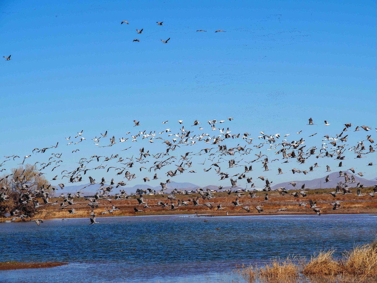 Sandhill Crane - ML646738252