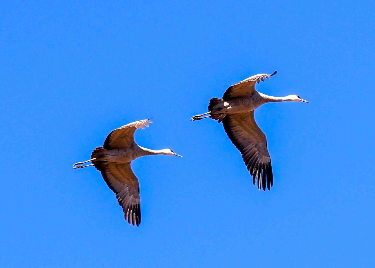 Sandhill Crane - ML646738253