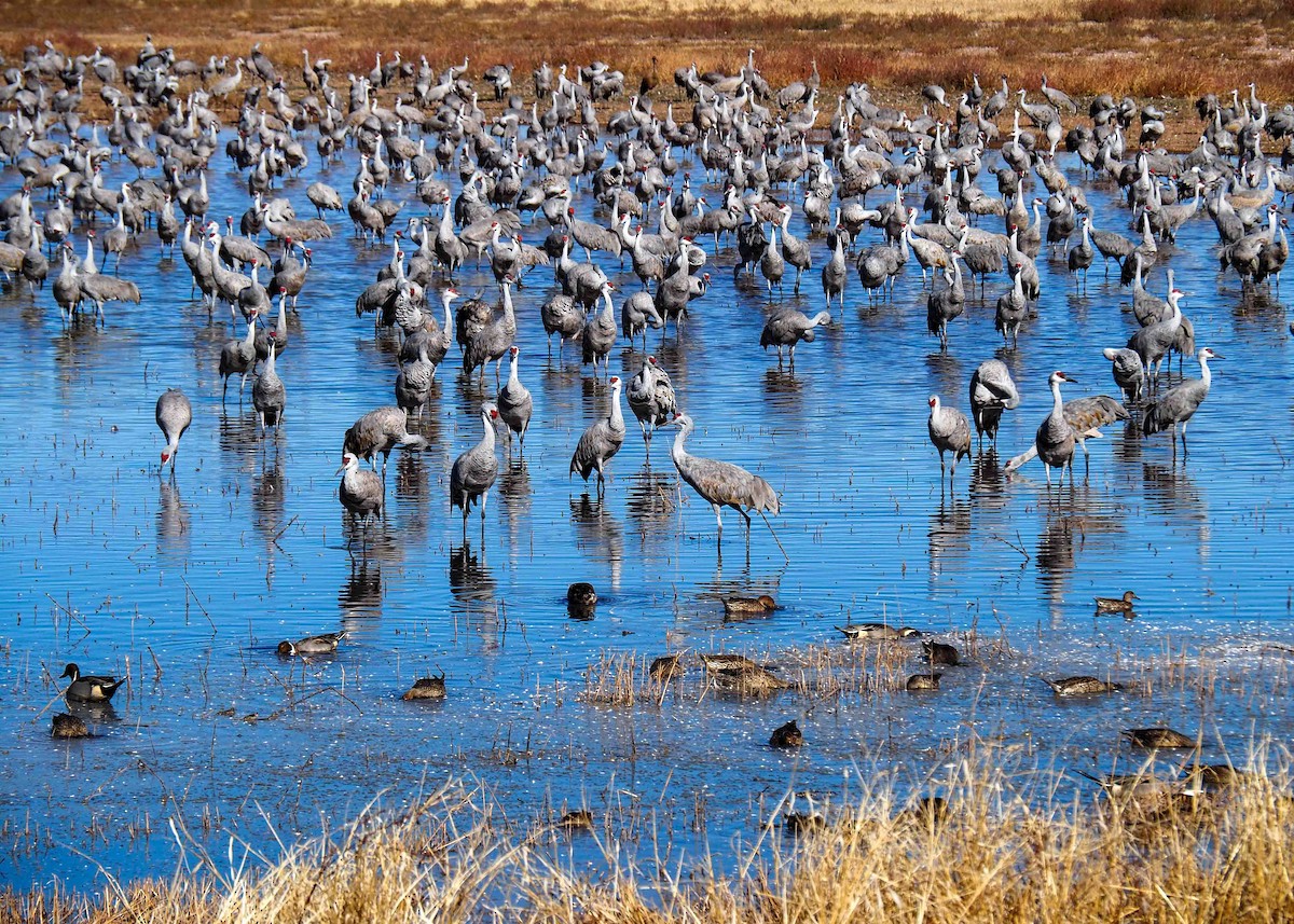 Sandhill Crane - ML646738254