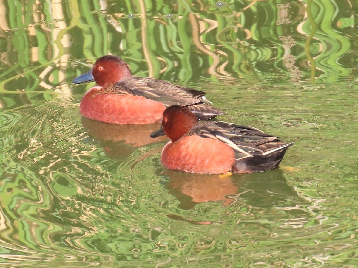 アカシマアジ - ML646738255