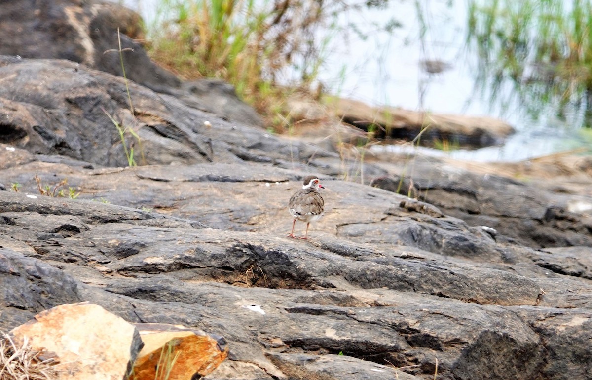 Chorlitejo Tricollar - ML646738258
